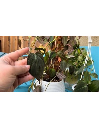 1 Planta de Philodendron Micans esqueje chico-...