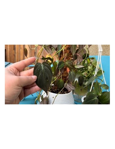 1 Planta de Philodendron Micans esqueje chico- EL REY DE LAS PLANTAS VERACRUZ Vivero por Internet