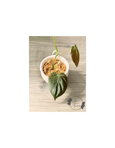 1 Philodendron Micans plant small cuttings-...