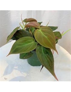 1 Philodendron Micans plant... 2