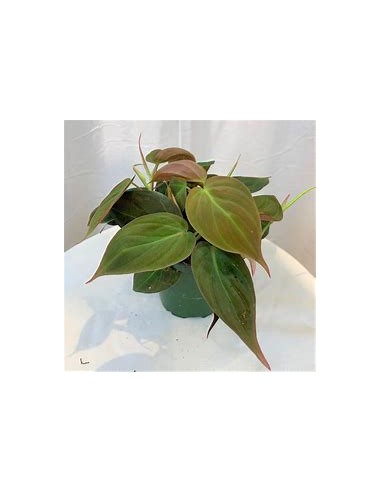 1 Planta de Philodendron Micans esqueje chico-...