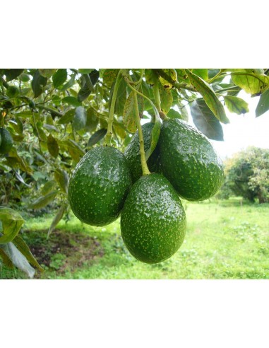 1 Hass avocado (Persea americana) Live grafted  tree
