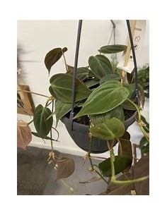 1 Philodendron Micans plant...