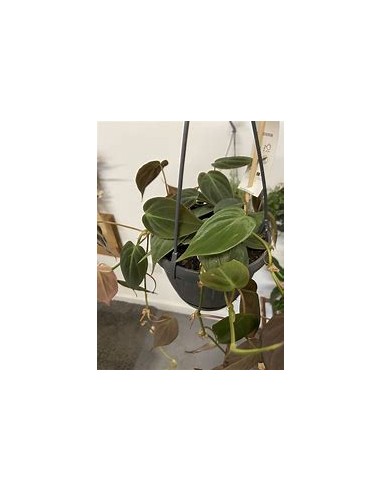 1 Philodendron Micans plant in a 3 inch pot - Online Nursery