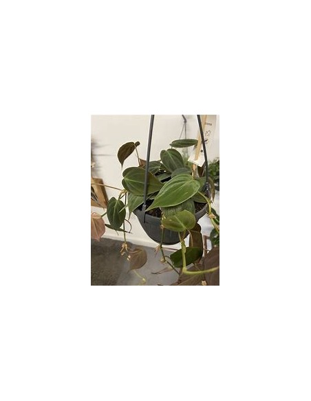 1 Philodendron Micans plant in a 3 inch pot - Online Nursery