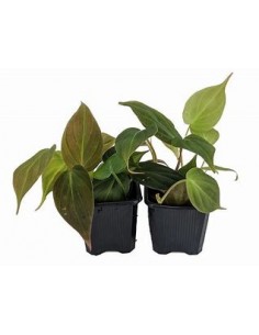 1 Philodendron Micans plant... 2