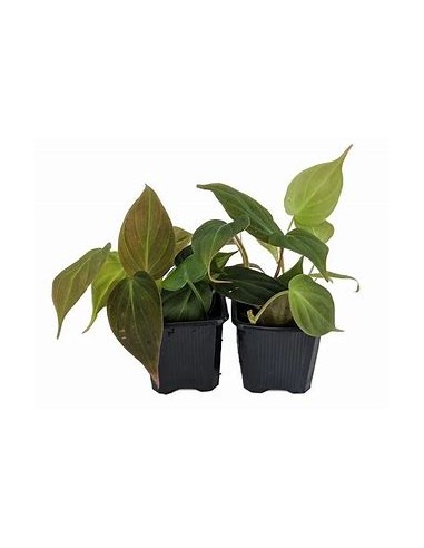 1 Philodendron Micans plant in a 3 inch pot -...