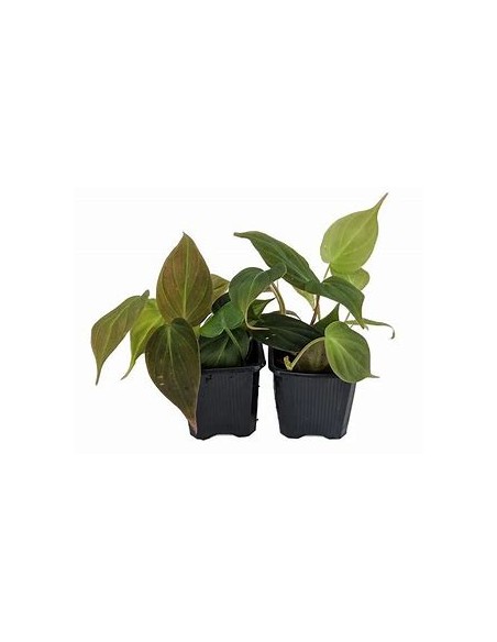 1 Philodendron Micans plant in a 3 inch pot - Online Nursery