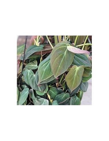 1 Planta de Philodendron Micans satinado maceta...