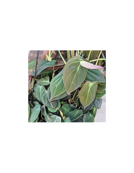 1 Philodendron Micans plant in a 3 inch pot - Online Nursery