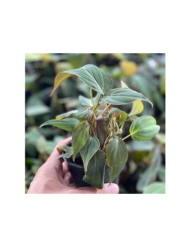 1 Philodendron Micans plant in a 3 inch pot -...