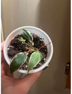 1 Planta de Philodendron...