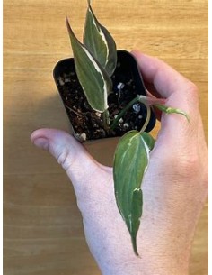 1 Philodendron Micans... 2