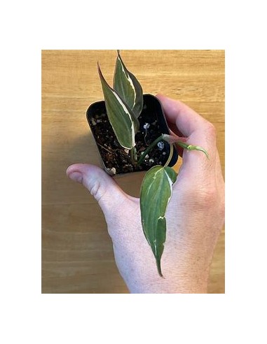 1 Planta de Philodendron Micans ''Halo''...
