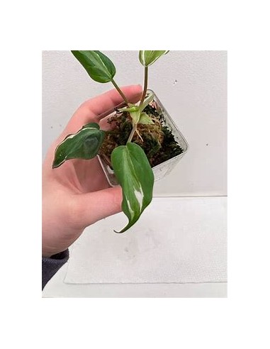 1 Planta de Philodendron Micans ''Halo''...