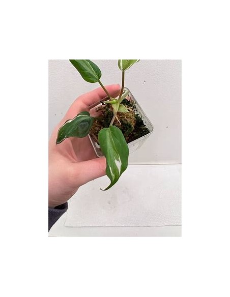 1 Philodendron Micans ''Halo'' variegata plant - Internet Nursery