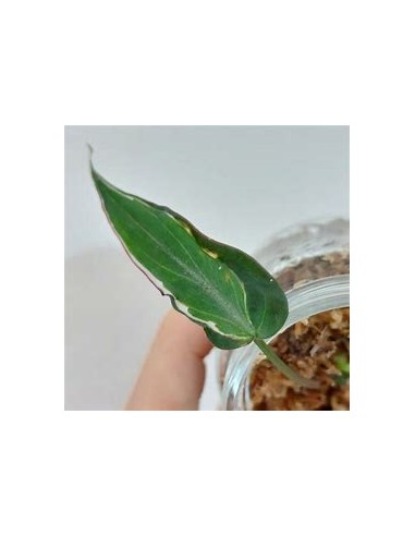 1 Philodendron Micans ''Halo'' variegata plant...