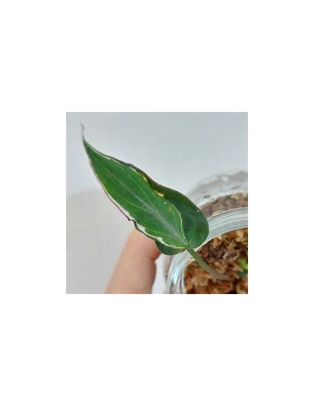 1 Philodendron Micans ''Halo'' variegata plant - Internet Nursery