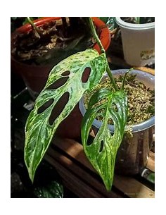 1 Planta de Monstera...