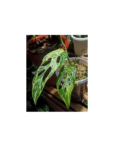 1 Monstera adansonii variegata Plant - Internet Nursery