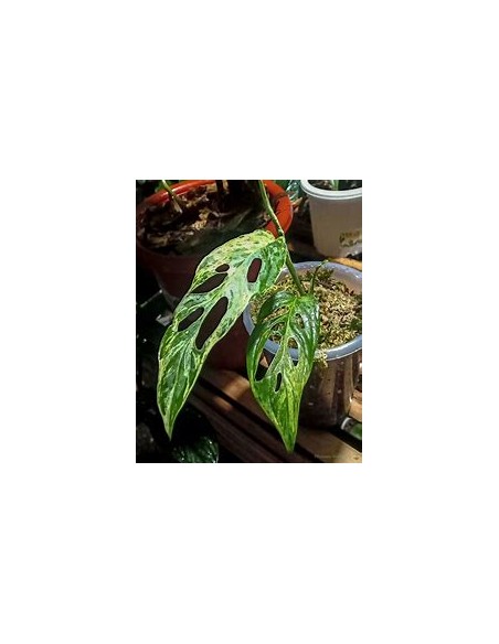 1 Monstera adansonii variegata Plant - Internet Nursery