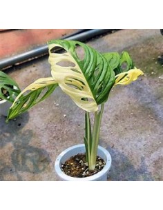 1 Planta de Monstera... 2