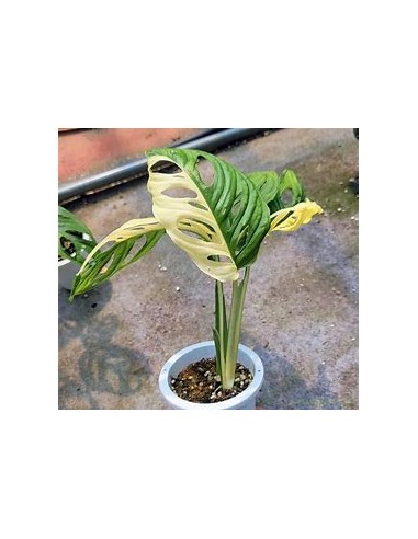 1 Monstera adansonii variegata Plant - Internet...