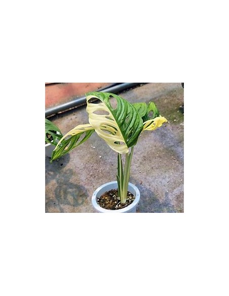 1 Monstera adansonii variegata Plant - Internet Nursery