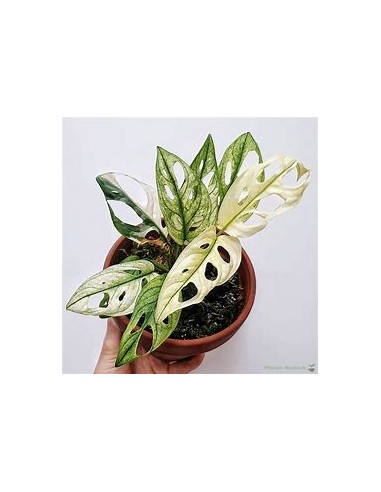 1 Monstera adansonii variegata Plant - Internet...
