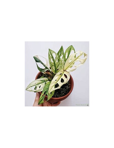 1 Monstera adansonii variegata Plant - Internet Nursery