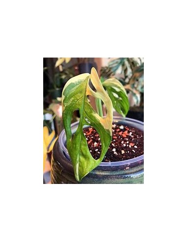 1 Monstera adansonii variegata Plant - Internet...