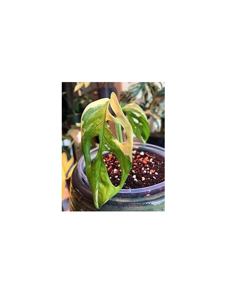 1 Monstera adansonii variegata Plant - Internet Nursery