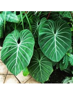 1 Philodendron gloriosum...