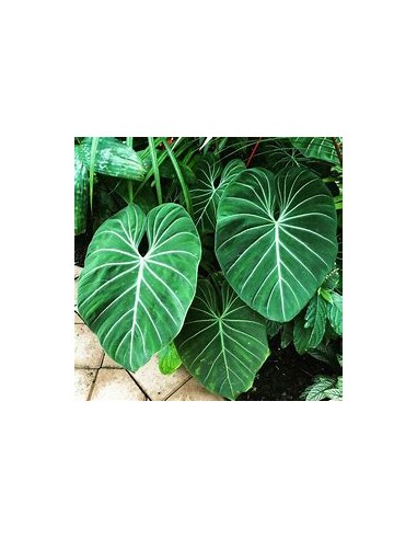 1 Philodendron gloriosum Plant - Online Nursery