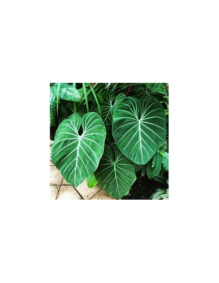 1 Philodendron gloriosum Plant - Online Nursery