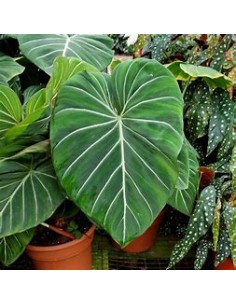 1 Philodendron gloriosum... 2