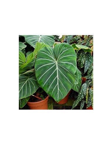 1 Philodendron gloriosum Plant - Online Nursery