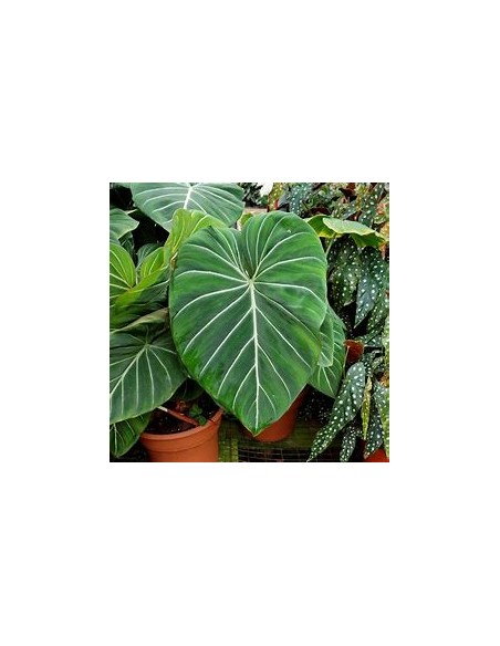 1 Philodendron gloriosum Plant - Online Nursery