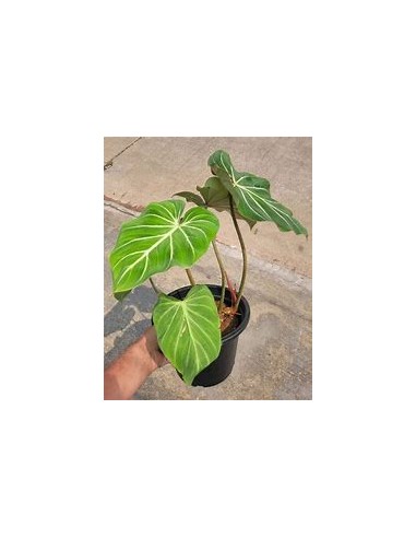 1 Philodendron gloriosum Plant - Online Nursery