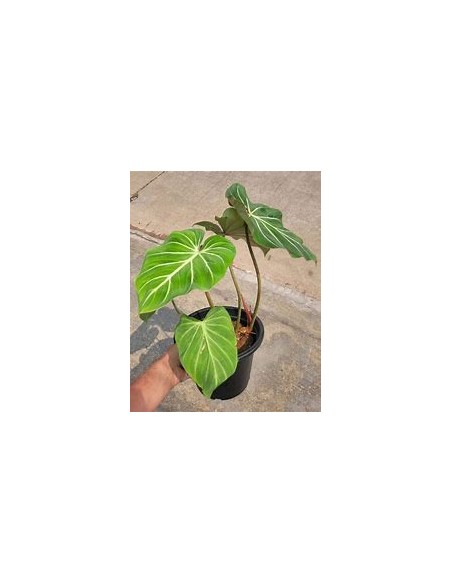 1 Philodendron gloriosum Plant - Online Nursery
