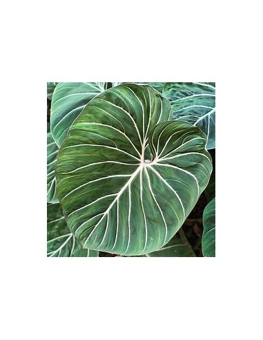 1 Philodendron gloriosum Plant - Online Nursery