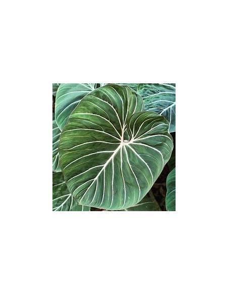 1 Philodendron gloriosum Plant - Online Nursery