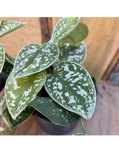 1 Scindapsus pictus plant -...