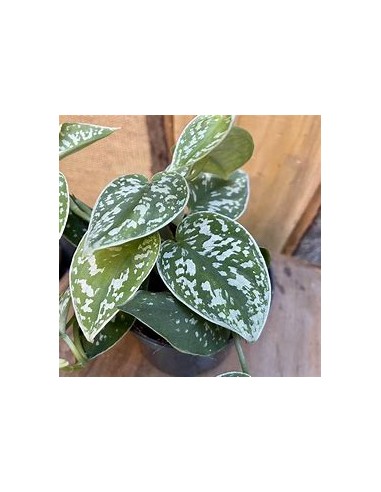 1 Scindapsus pictus plant - Online Nursery