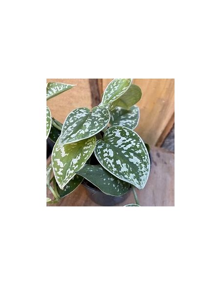 1 Planta de Scindapsus pictus- Vivero por Internet