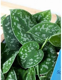 1 Scindapsus pictus plant -... 2