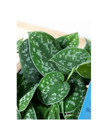 1 Planta de Scindapsus pictus- Vivero por Internet
