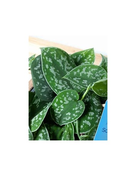 1 Planta de Scindapsus pictus- Vivero por Internet