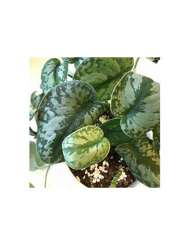 1 Planta de Scindapsus pictus- Vivero por Internet