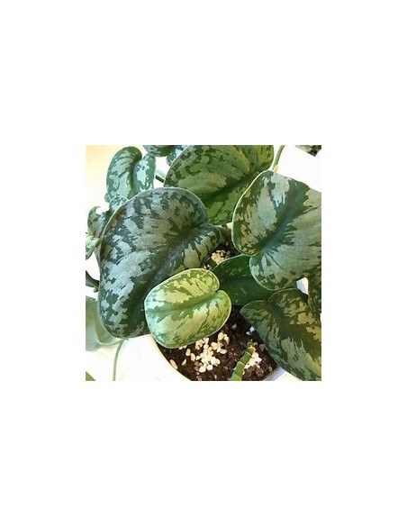 1 Planta de Scindapsus pictus- Vivero por Internet